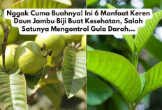 Nggak Cuma Buahnya! Ini 6 Manfaat Keren Daun Jambu Biji Buat Kesehatan, Salah Satunya Mengontrol Gula Darah...