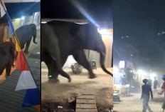Heboh, 2 Ekor Gajah Liar Jalan-jalan Santai Masuk Los Pasar Jukung, Lalu Masuk Hutan Kembali