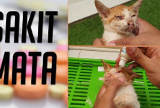 Pemilik Tidak Perlu Cemas Dengan Mata Kucing yang Berair, Ini 3 Cara Mengatasinya Sendiri di Rumah...