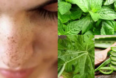 5 Tanaman Herbal untuk Hilangkan Flek Hitam di Wajah Secara Alami, Bikin Kulit Lebih Fresh dan Cerah!