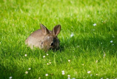 Info Rabbit, Rekomendasi 7 Jenis Rumput untuk Pakan Kelinci Terbaik yang Disukai Auto Gemuk, No 1 Unggulan