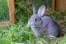 Info Rabbit, Cara Meningkatkan Nafsu Makan Kelinci Agar Cepat Besar dan Terhindar dari Sakit, Bunny Lovers Cek