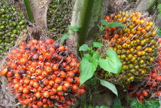 Update Harga TBS Kelapa Sawit dan Karet Lintas Sumatera Jumat 3 Juli 2026: Kabar Baik Petani di Awal Bulan