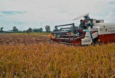 Duh! Harga Gabah di Banyuasin Anjlok Memasuki Musim Panen, Bagaimana Ini Pemerintah?