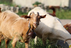 Perbedaan Comboran Basah dan Kering untuk Pakan Ternak Serta Cara Membuatnya, Ketahui Tipsnya Disini!