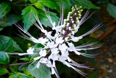 Ini Dia 8 Manfaat 'Kumis Kucing', Tersembunyi Khasiat Kesehatan dan Kecantikan Dibaliknya