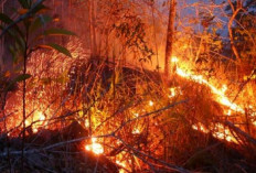 Ungkap Para Pendaki yang Menjadi Saksi Pertama Kebakaran Hebat di Los Angeles Amerika Serikat 