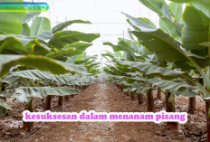 Rahasia Sukses Menanam Pohon Pisang Agar Hasil Panen Melimpah