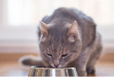 Pilih Daging Ikan atau Ayam? Mana Makanan Segar Terbaik Buat Kucing Kesayanganmu, Simak Penjelasannya