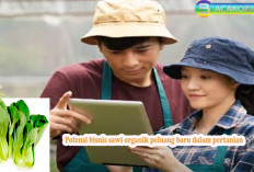 Peluang Bisnis Sawi Organik, Cara Mendapatkan Uang dengan Cepat