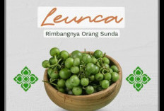 Leunca Jangan Dipandang Sebelah Mata, Sayur Kampung Ini Ternyata Punya Segudang Manfaat