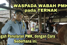 Peternak Wajib Tau! 7 Tips Mencegah Virus PMK Menyerang Domba Ternak, Gini Caranya