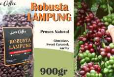 Harga Kopi Robusta Lampung Tembus Tertinggi 2026, Petani Diminta Waspada Pupuk Palsu yang Marak Beredar