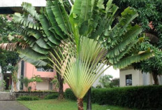 7 Jenis Tanaman Pisang Hias yang Bikin Halaman Rumah Auto Tropis & Instagramable!