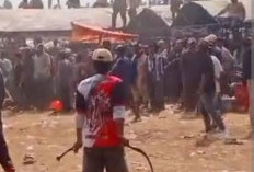 BRUTAL! Karapan Sapi Ajang Adu Jotos, Satu Warga Kritis 