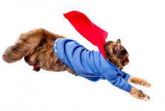 Selalu Dekat Dengan Bahaya! Ternyata Ini 4 Alasan Kucing Memiliki Banyak Nyawa, Simak Penjelasannya di Sini...