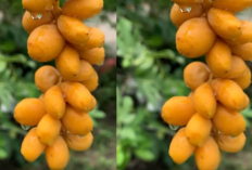 5 Manfaat Kurma Muda (Ruthab) untuk Program Hamil! Bantu Tingkatkan Kesuburan dan Dukung Kesehatan Ibu & Janin