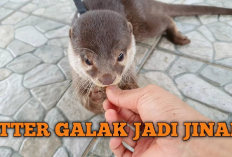 Owner Wajib Tau, 8 Tips Menjinakkan Baby Otter yang Galak Agar Cepat Nurut, Gini Caranya...