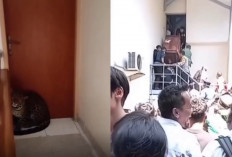 Heboh! Macan Tutul Berkeliaran di Hotel Bandung, BBKSDA Telusuri Asal Satwa