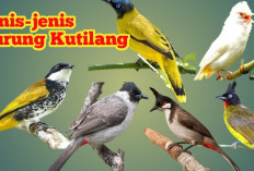 Hadir Dengan Kicuan Memikat Hati, Inilah 5 Jenis Burung Kutilang yang memiliki Kicau Juara, Mau Coba Pelihara?