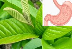 Bikin Kaget! 4 Manfaat Daun Jambu Biji untuk Lambung yang Khasiatnya Bermanfaat Banget, Yuk Bapak Ibu Disimak!