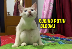 Kenapa Sih Kucing Putih Memiliki Tingkah yang Random? Nomor 1 Menjadi Salah Satu Faktor Utamanya, Kok Bisa?