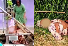 Viral! Seorang Ibu di Probolinggo Ditemukan Terlantar, Diduga Dianaya dan Diusir Anak Kandung?