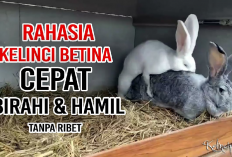 8 Rahasia Meningkatkan Birahi Kelinci Agar Cepat Kawin dan Berkembangbiak, Gini Caranya