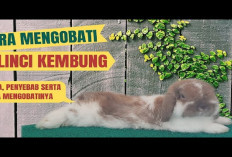 Waspadai Gangguan Pencernaan Pada Kelincimu, No 1 Bisa Bikin Mati! Apa Aja ?