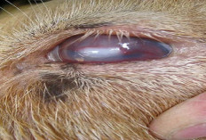 Ampuh! Cara Mengobati Mata Kambing Belekan dan Memutih dengan Obat Alami, Jamin Sehat 100 Persen