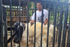 Cuan Banget, Harga Kambing Etawa Bisa Tembus Sampai Rp10 Juta, Berikut 7 Tips Cara Merawatnya