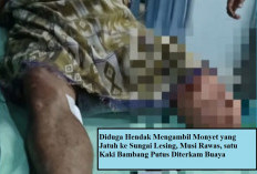 Hendak Ambil Monyet yang Jatuh Ke Sungai,  Kaki Pemburu Putus Diterkam Buaya
