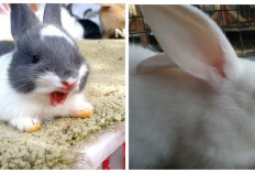 Bunny Loverz, Yuk Kenali 5 Faktor Penyebab Kelinci Sakit Mata dan Solusi Bagi Hewan Kesayangan Kamu...