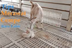 Wajib Tau! 6 Cara Merawat Cempe Baru Lahir Agar Tumbuh Sehat, Awas Jangan Sampai Salah Bisa Berakibat Kematian