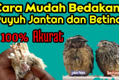 Wajib Tau! 7 Cara Membedakan Burung Puyuh Jantan dan Betina untuk Pemula 100 Persen Akurat, Gini Caranya