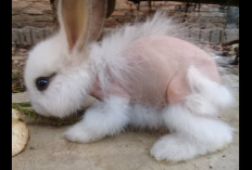 Wajib Tau! Cara Menangani Molting atau Bulu Rontok Pada Kelinci, Apa Aja?