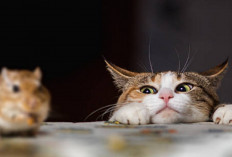 Sering Dianggap Hewan yang Kejam? Begini Ternyata Alasan Kucing Sering Memainkan Buruannya...