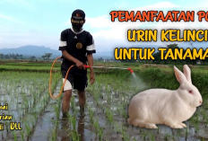 7 Manfaat Urin Kelinci Sebagai Pupuk Organik dan Cara Mengolahnya untuk Tanaman, Gini Caranya