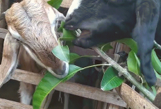 6 Manfaat Daun Mangga Sebagai Pakan Kambing Menjaga Kesehatan dan Nutrisi Terpenuhi, Kok Bisa?