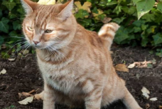 Suka Kencing di Pot Bungamu? Ternyata ini 3 Tanaman yang Ampuh Untuk Mengusir Kucing, Apa Aja?