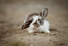 Info Rabbit, Jenis-jenis Penyakit pada Kelinci serta Cara Menangani dan Pencegahannya untuk Pemula