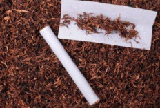 Waw,  Gerebek Pabrik Narkoba di Sentul, Polisi Temukan 1 Ton Tembakau Sinte