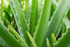 7 Khasiat Lidah Buaya yang Terbukti Secara Ilmiah, Nomor 5 Ternyata Tidak Boleh Dikonsumsi Sembarangan!