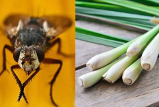 Cara Mengusir Lalat dengan Serai yang Terbukti Efektif, Tanpa Bahan Kimia Murah & Efektif