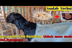 Wajib Tau! Mengatasi Kambing yang Menolak Makan, Solusi untuk Masalah Pemeliharaan Hewan Ternak