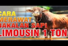 Wow, Harga Sapi Limosin Bisa Mencapai Rp100 Juta Kok Bisa? Yuk Intip 7 Cara Perawatannya