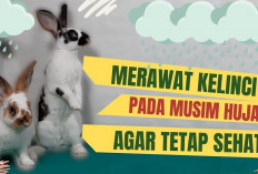 Tips Merawat Kelinci di Musim Hujan Agar Tetap Sehat dan Kuat, No 1 Cara Paling Ampuh!