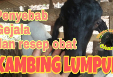 6 Cara Mengatasi Kambing Sakit Lumpuh, Upaya Pemulihan dan Pencegahan Agar Tidak Terulang Kembali, Apa Saja?