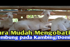 8 Tips Mengatasi Domba Sakit Kembung Solusi Praktis untuk Pemelihara Hewan Ternak, Gini Caranya!