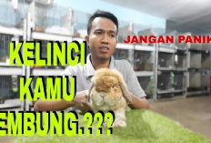 7 Tips Merawat Kelinci yang Mengalami Masalah Kembung untuk Pemula, No 3 Wajib Tau!
